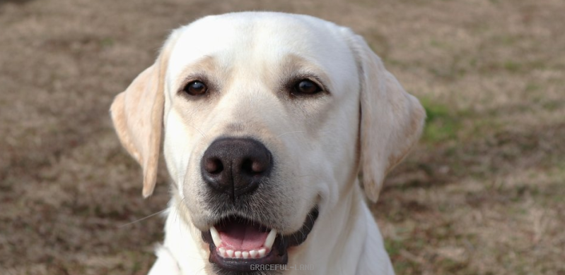 ウィリアム(英国血統) ウィリアム(英国血統)